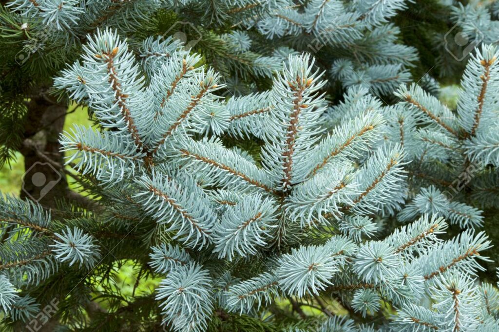 silver fir contribute to oral health problems