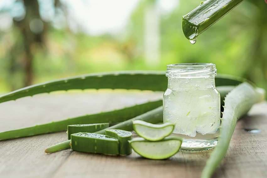 aloe vera anti inflammatory propoties